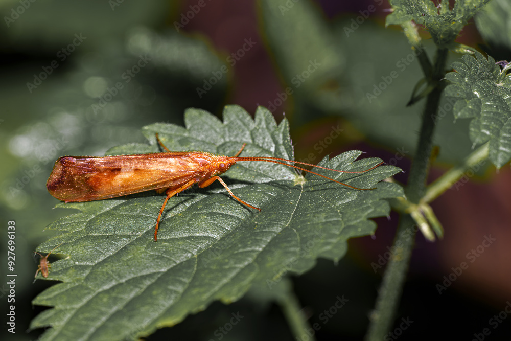 A small flying brown beetle on a green leaf. A small flying brown beetle on a green leaf.