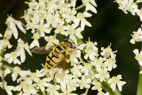 Schwebfliegen, Totenkopfschwebfliege,  Myathropa florea photo