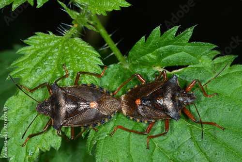 Rotbeinige Baumwanze,  Pentatoma rufipes photo