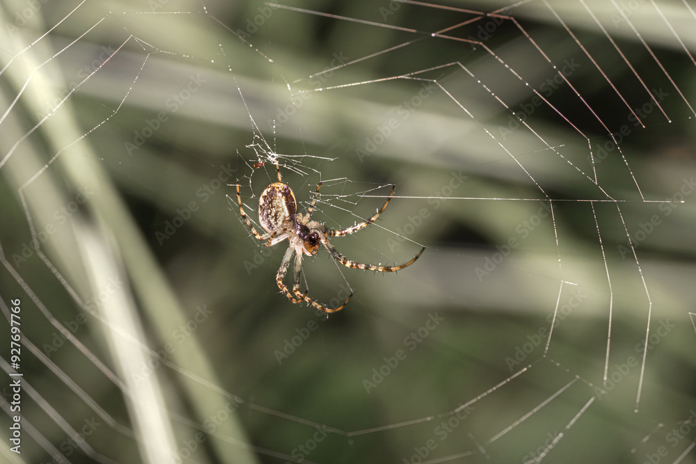 Small spider on a plant. Macro photo of insects. Small spider on a plant. Macro photo of insects.