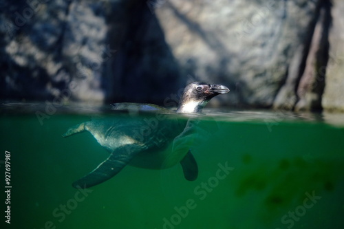 Pinguin im Wasser schwimmend  photo