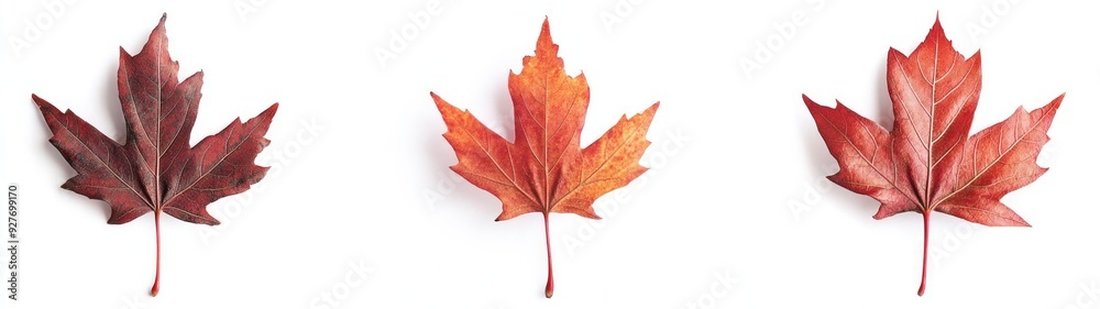 Three Red Maple Leaves Isolated on White Background Three Red Maple Leaves Isolated on White Background