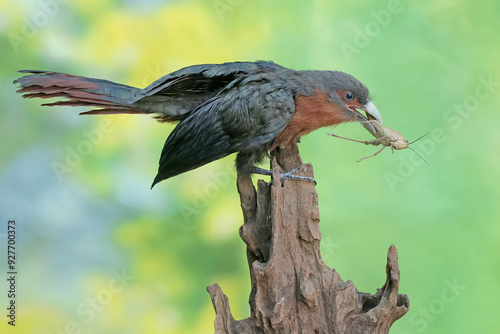 A young chestnut-breasted malkoha is preying on a grasshopper. This beautifully colored bird has the scientific name Phaenicophaeus curvirostris. photo