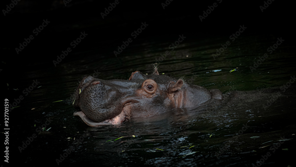 Fototapeta premium Zoo Tiere