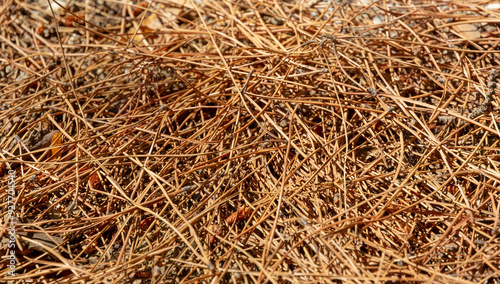 Dry, dead pine needles and pine cones fallen on ground. Fall season, lawncare and wildfire hazard concept.