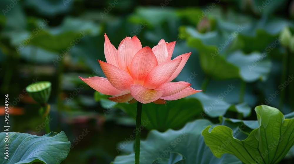 Lotus flower High quality picture Lotus flower High quality picture