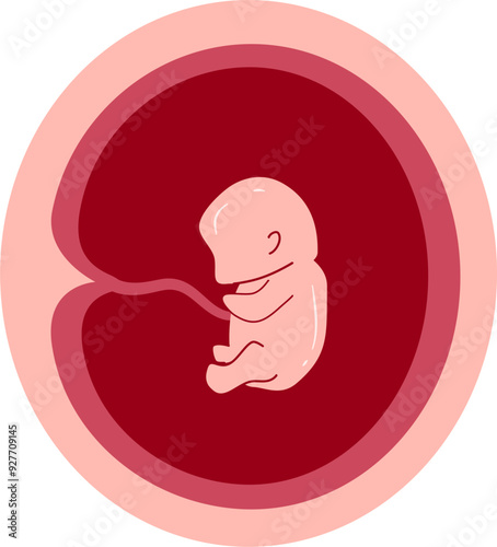 Human embryonic development 4 month 