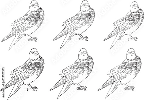 Set Realistic Line art raven white crow animal illustration coloring book clip art design holographic feather outline drawing contour sketch Halloween bird design albino mammal wild nature hand drawn