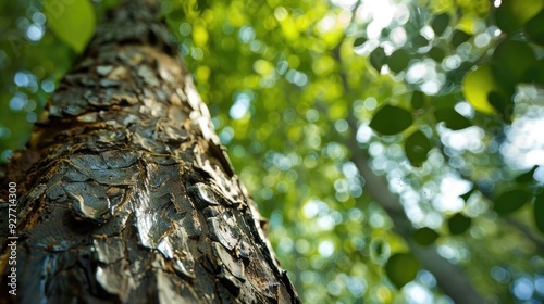 Natural rubber sourced from Hevea Brasiliensis tree latex photo