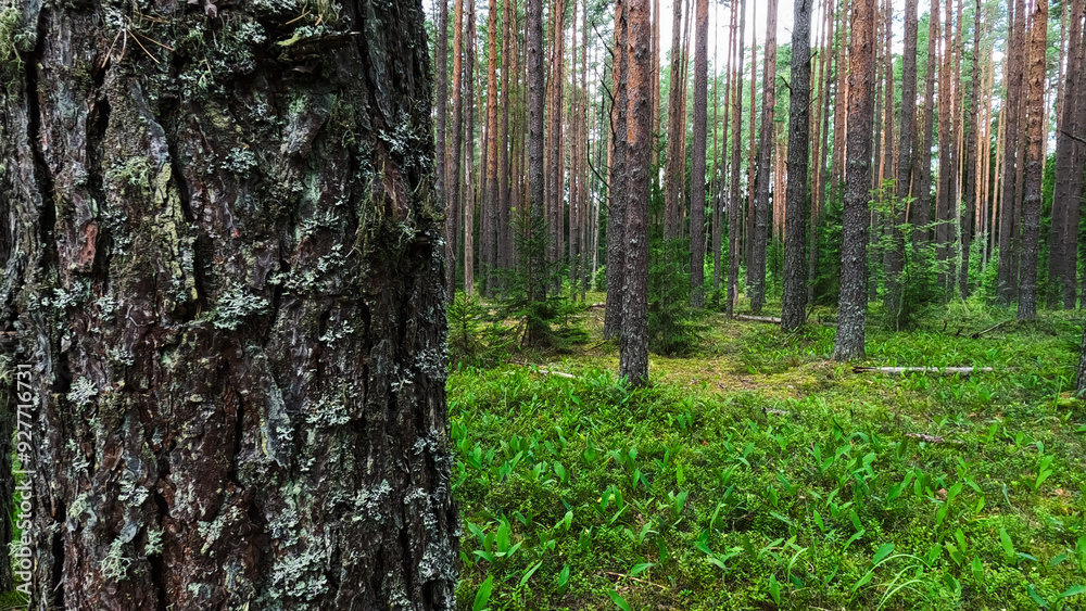 Obraz premium Summer Pine Forest