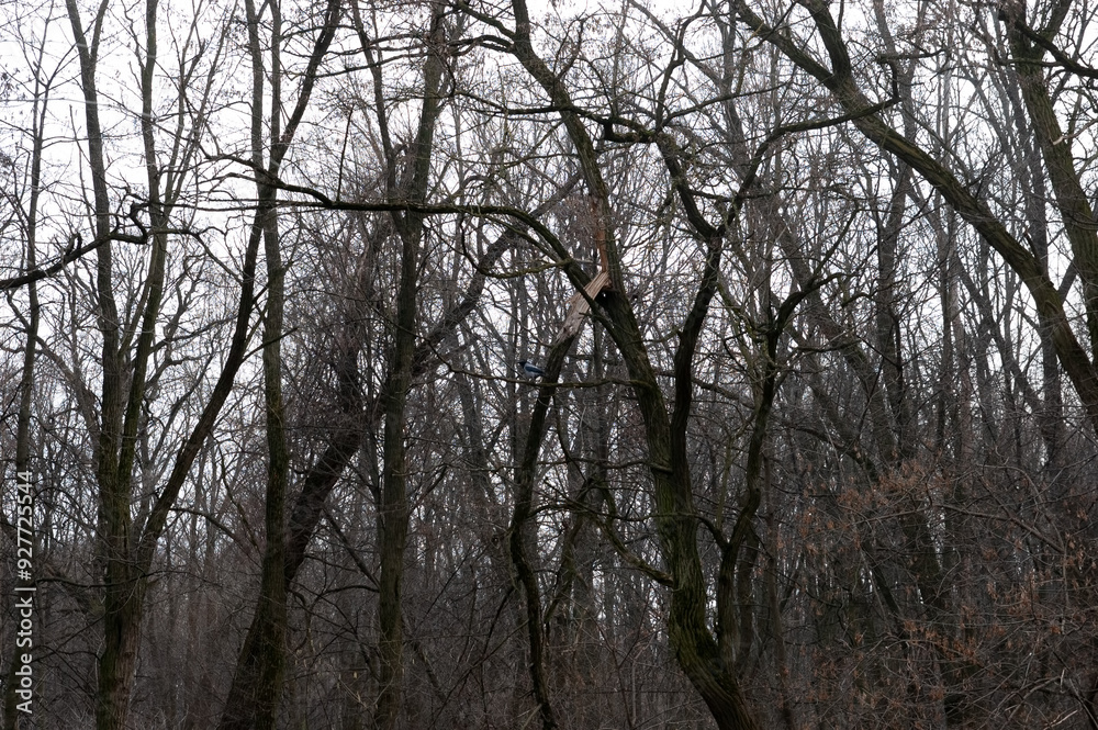 gloomy background: a dense forest of bare trees gloomy background: a dense forest of bare trees