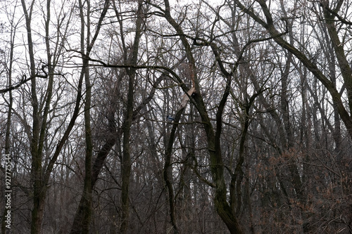 gloomy background: a dense forest of bare trees