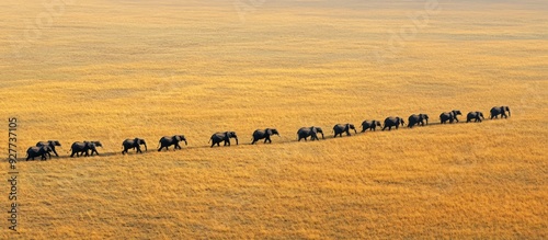 A Herd of Elephants Walking Across a Golden Grass Field photo