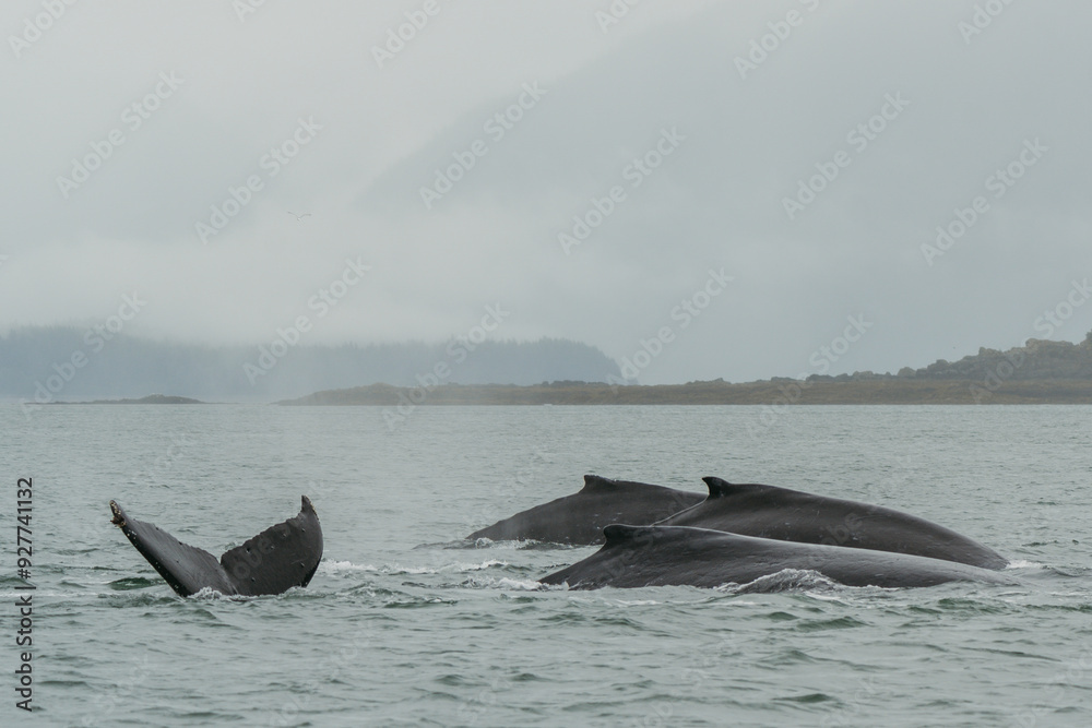 Fototapeta premium Humpback whale tale fluke in Juneau, Alaska