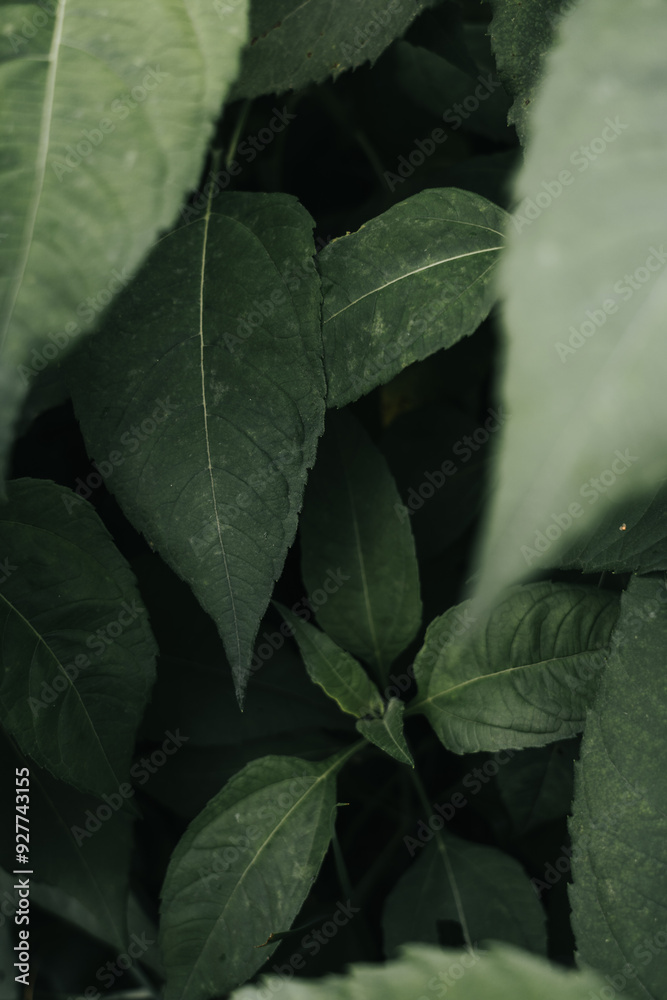 Dark large grass leaves nearby. Dried grass. Low contrast. Grass background Dark large grass leaves nearby. Dried grass. Low contrast. Grass background