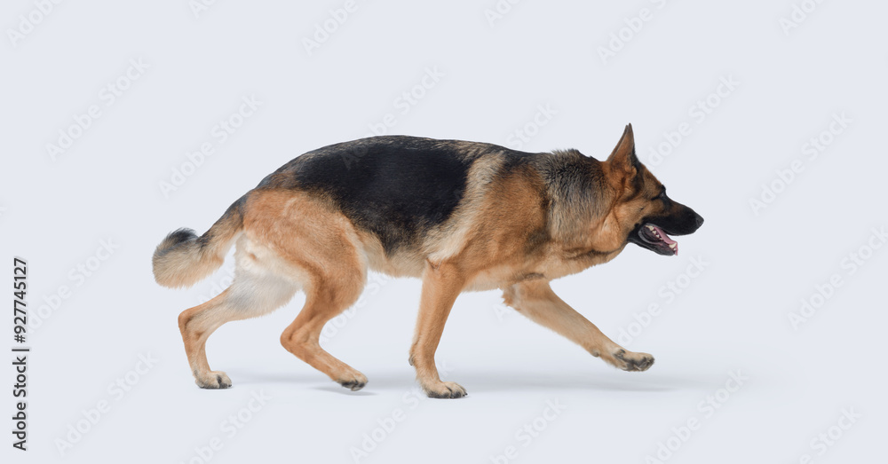 Beautiful German Sheperd walking, side view Beautiful German Sheperd walking, side view