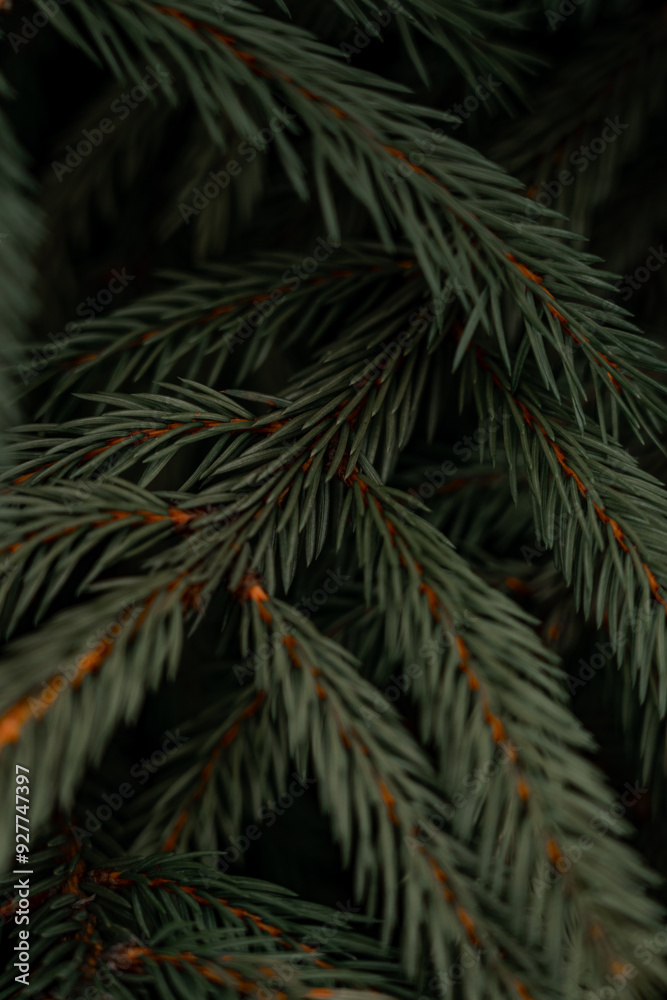 The fir branches are dark green in color. Dark fir branches near The fir branches are dark green in color. Dark fir branches near