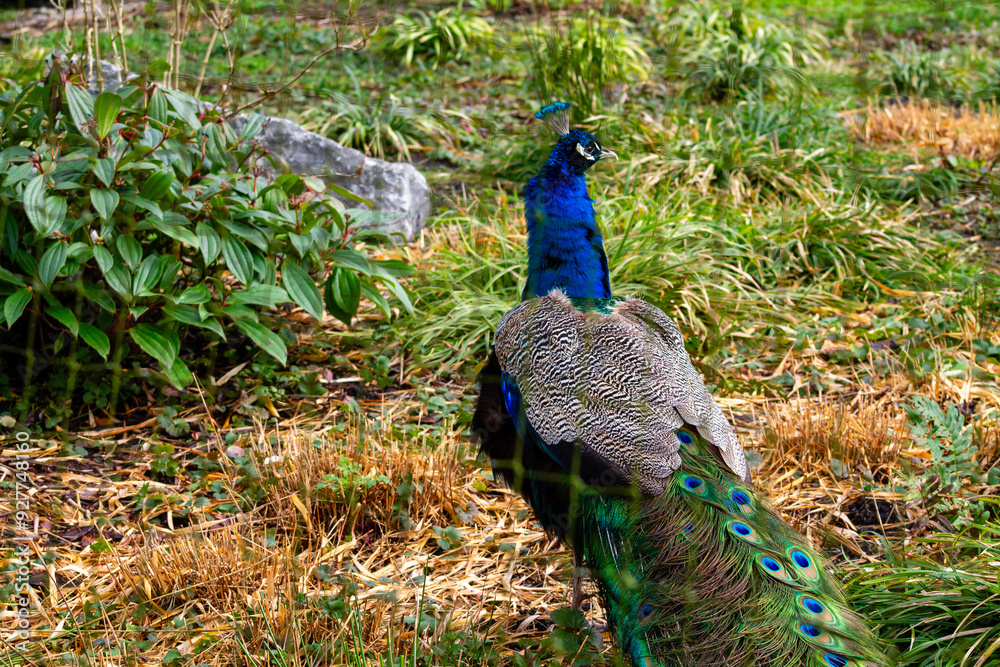 Obraz premium Vibrant Peacock in Natural Habitat