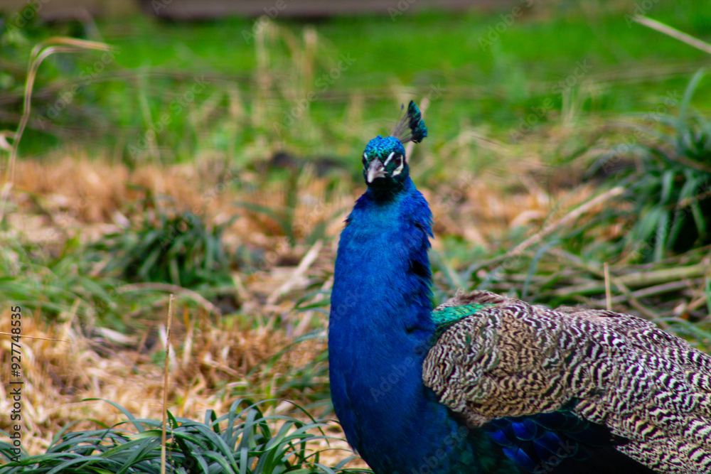 Obraz premium Vibrant Peacock in Natural Habitat
