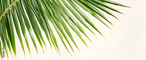 palm tree branch, Summer Coconut Palm Tree Leaf.
