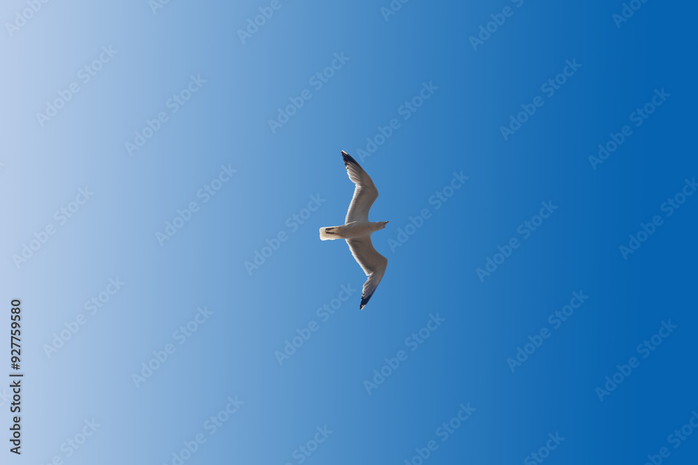 A white seagull soaring against a clear blue sky on a sunny summer day A white seagull soaring against a clear blue sky on a sunny summer day
