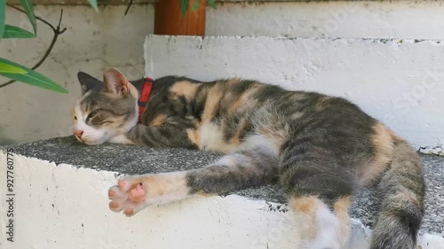 Grey white cat is lying sitting on the floor Mexico. photo