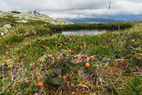 Cloudberries from the eastern part of the Rondane Mountains in late summer. photo