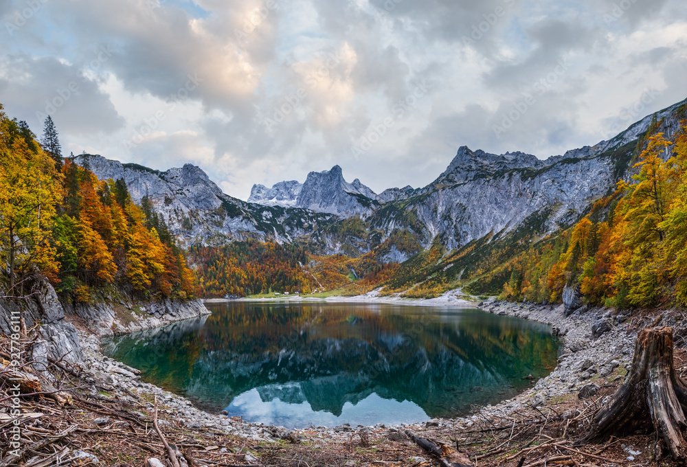 Tree stumps after deforestation near Hinterer Gosausee lake, Upper Austria. Autumn Alps mountain lake with clear transparent water and reflections. Dachstein summit and glacier in far.