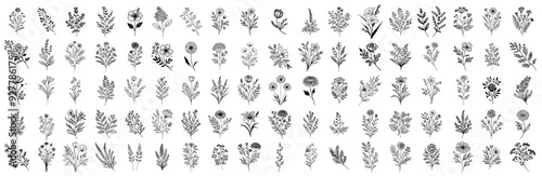 collection of subtle botanical illustrations for decoration and graphics, black vector collection set in doodle style