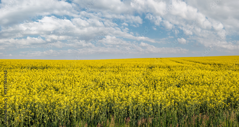 Spring rapeseed yellow blooming fields and blue sky panorama in sunlight. Natural seasonal, good weather, climate, eco, farming, countryside beauty concept. Spring rapeseed yellow blooming fields and blue sky panorama in sunlight. Natural seasonal, good weather, climate, eco, farming, countryside beauty concept.