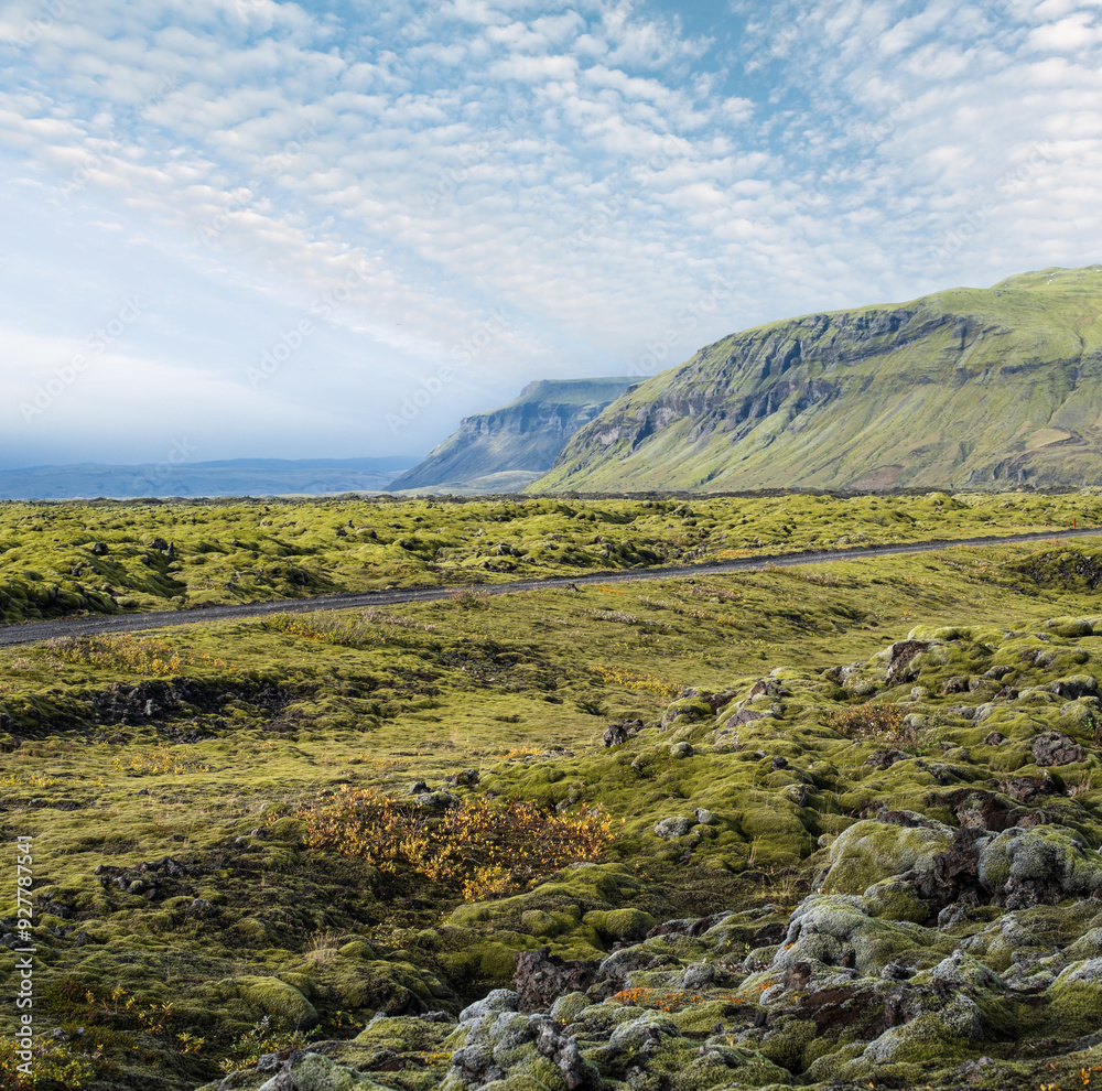 Scenic autumn green lava fields near Fjadrargljufur Canyon in Iceland. Green moss on volcanic lava stones. Unique lava fields growth after Laki volcano eruption.