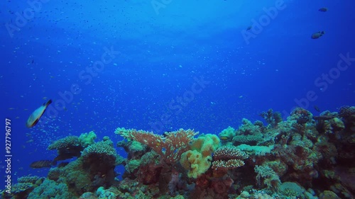 Wallpaper Mural Marine Life Coral Garden. Underwater sea fish. Tropical fish reef marine. Colourful underwater seascape. Reef coral scene. Coral garden seascape. Colourful tropical coral reefs. Torontodigital.ca