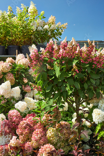 large hydrangea bushes in cachepots at the flower market photo