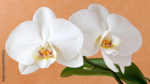 Elegant White Orchid Close-Up Against Soft Background - Floral Decor Inspiration