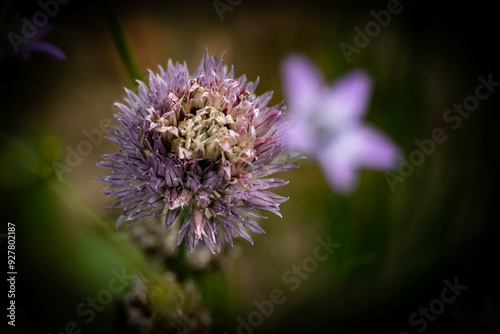 Beautiful pink flowers growing in the garden with blurred foreground of green leaves photo