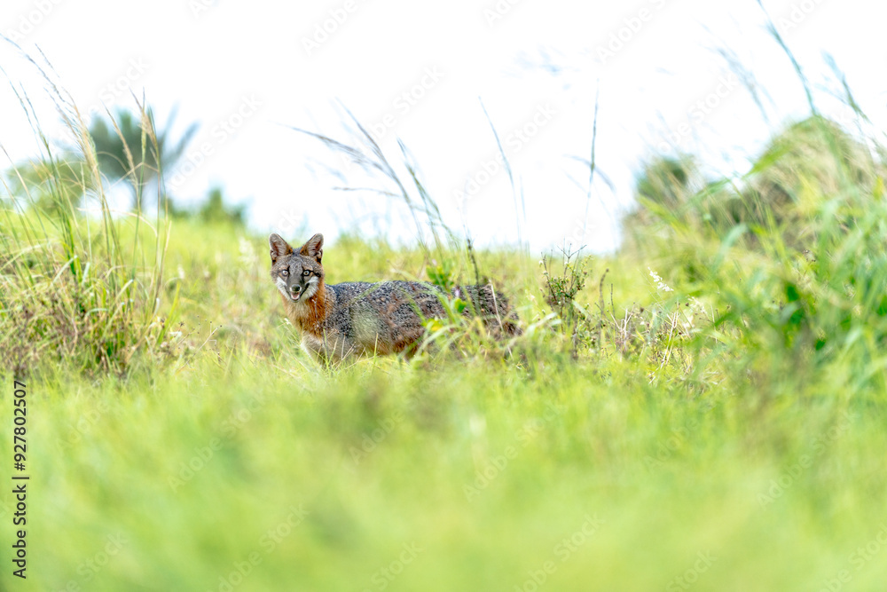 Fototapeta premium wild fox in tail green grass