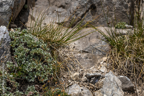 A close up of a green plant growing between marble rocks high in the mountain 