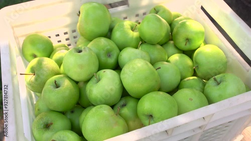 Gardener or worker harvests green apples. Puts apples in a white plastic box. A full basket of apples