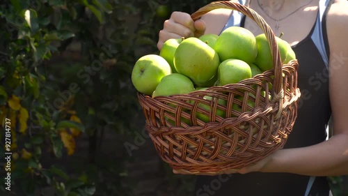 Basket of green apples in the hands of a gardener on the background of an apple tree