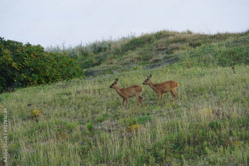 Naklejka premium deer in the woods