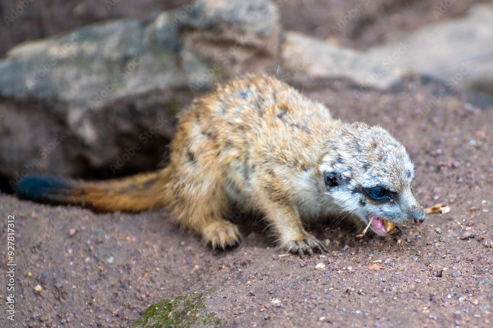 Fototapeta premium young meerkat eats an insect
