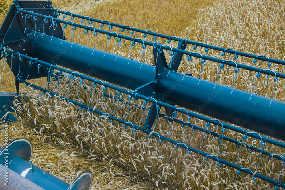 View of a combine harvester's cutting bar from the cab, capturing the wheat harvesting process. Modern agricultural machinery in action during harvest season. Farming efficiency.