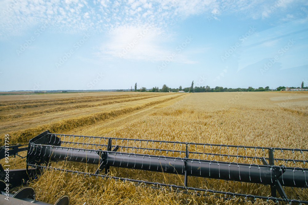 View of a combine harvester's cutting bar from the cab, capturing the wheat harvesting process. Modern agricultural machinery in action during harvest season. Farming efficiency.