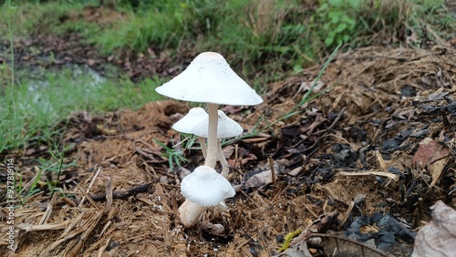 mushrooms in the ground 