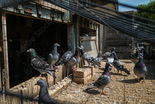 pigeon breeding, bird breeding, livestock, agriculture