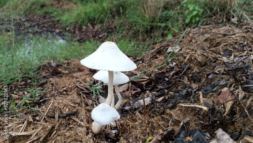 Mushroom in the  Field - ,White mushrooms grow in clusters or scattered across grassy areas. These fungi thrive in moist soil and often appear after rainfall. They vary in size from small to medium an