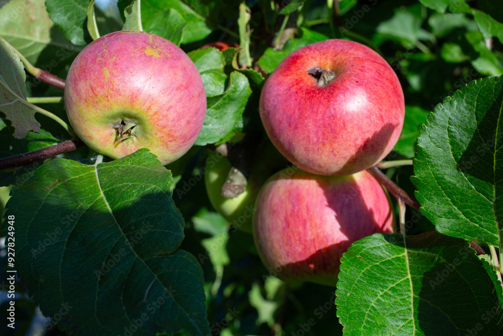 Branch of ripe apples on a tree in a garden. Organic farming, Close up Branch of ripe apples on a tree in a garden. Organic farming, Close up