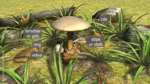 Mushroom anatomy and its parts photo