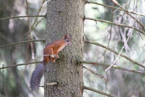 The red squirrel, sciurus vulgaris, in a public park in Finland.