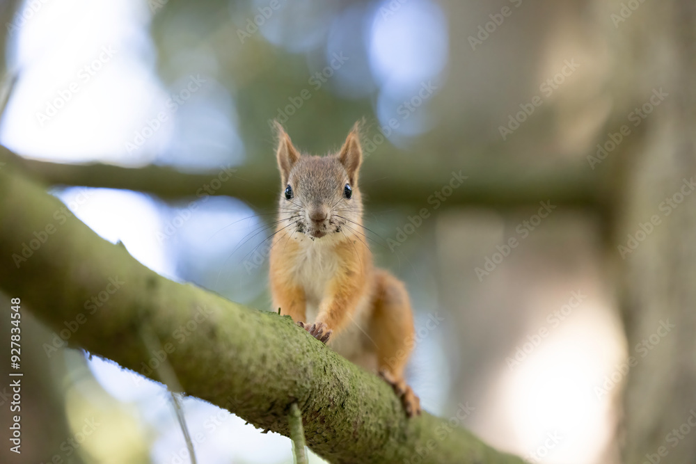 The red squirrel, sciurus vulgaris, in a public park in Finland. The red squirrel, sciurus vulgaris, in a public park in Finland.